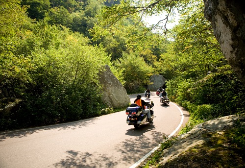 Group riding motorcycles across forest road